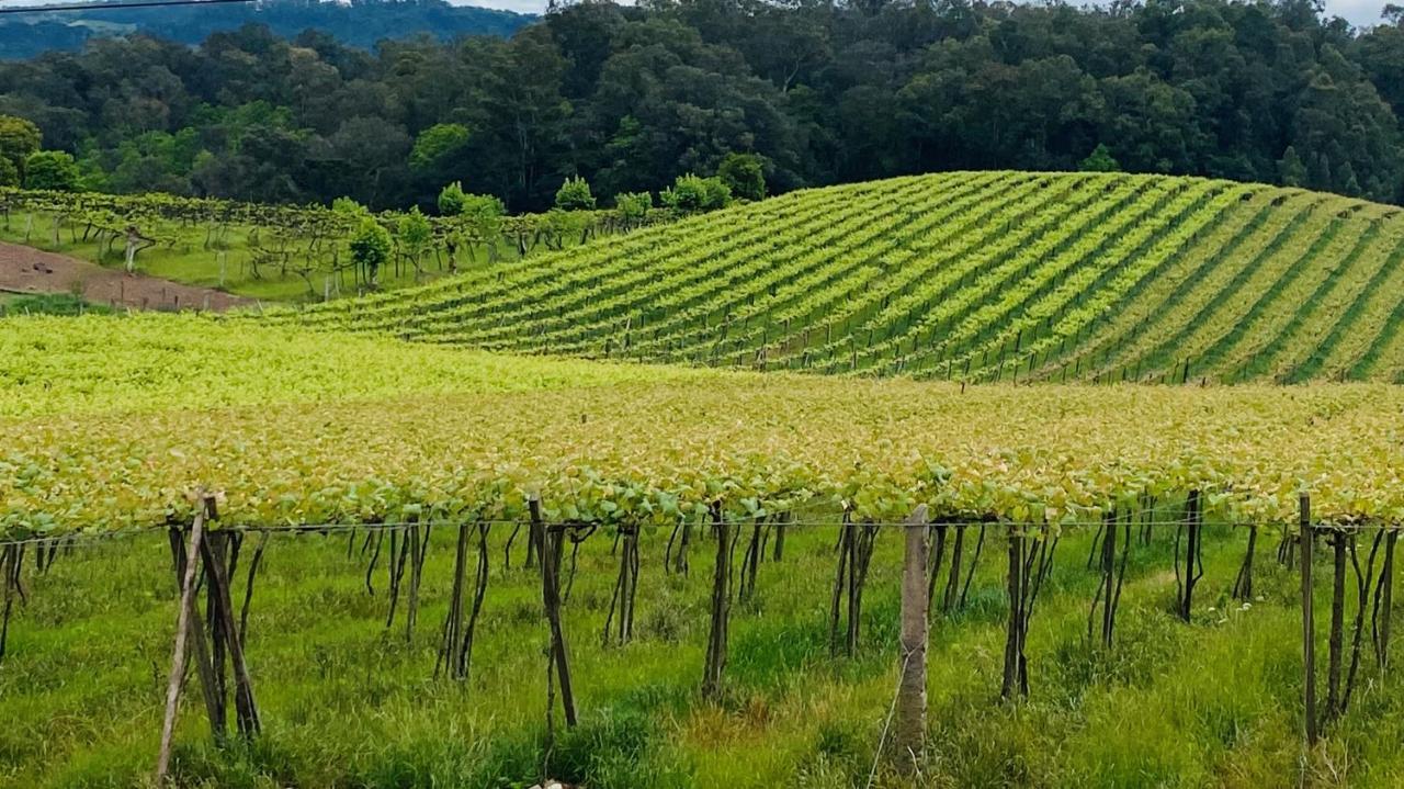 Vista Vigneti Albergo & Vino - Vale Dos Vinhedos Bento Gonçalves Eksteriør bilde
